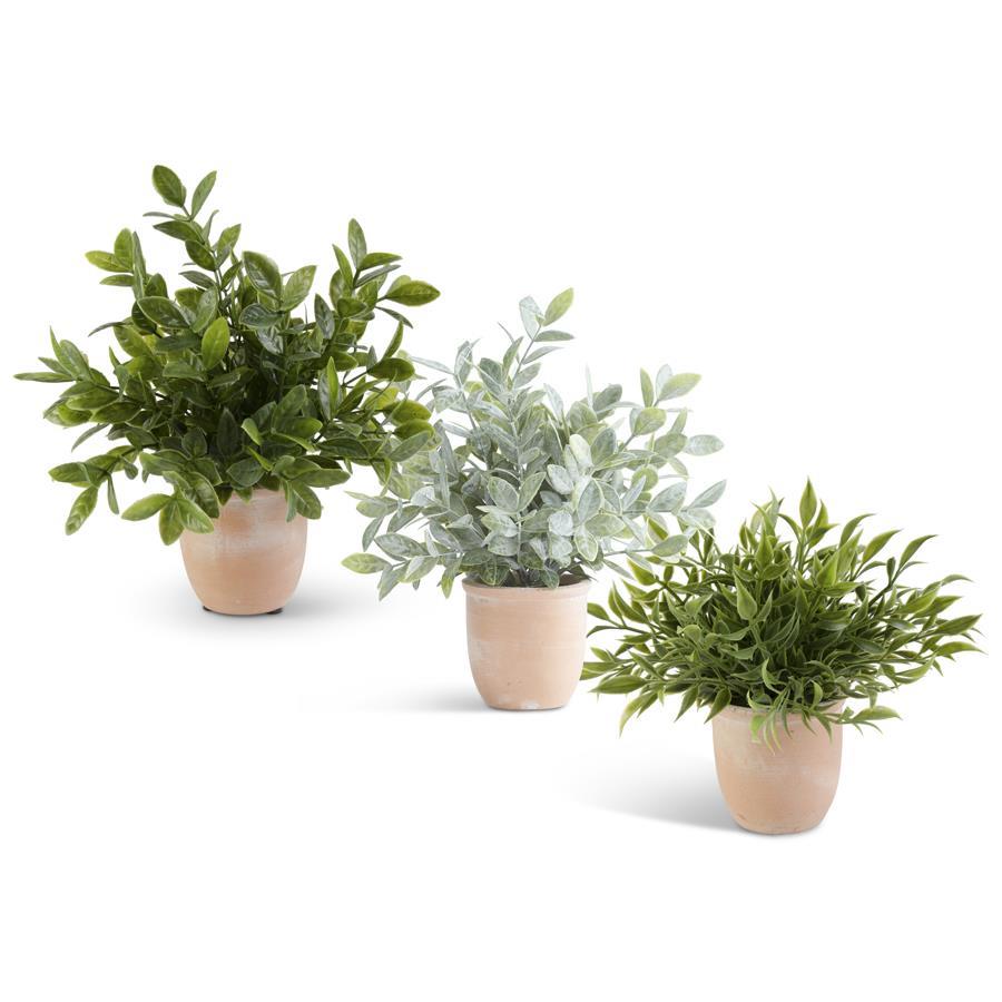 aralia bonsai tree Aralia 'Ming Stump Plant' | Indoor Plant | Tropical Plant | Potted Plant main image 1