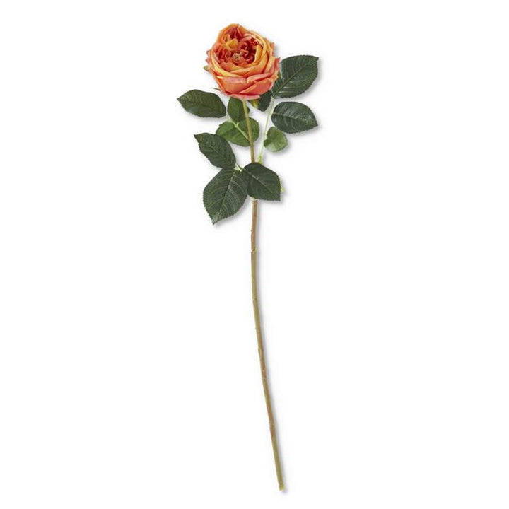 24 Inch Real Touch Austin Rose Stem