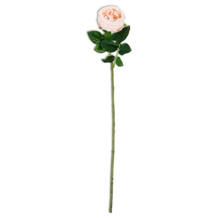 24 Inch Real Touch Austin Rose Stem