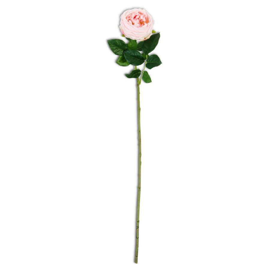 24 Inch Real Touch Austin Rose Stem