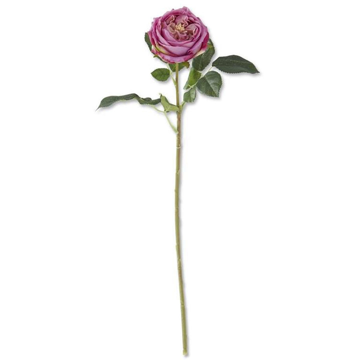 24 Inch Real Touch Austin Rose Stem