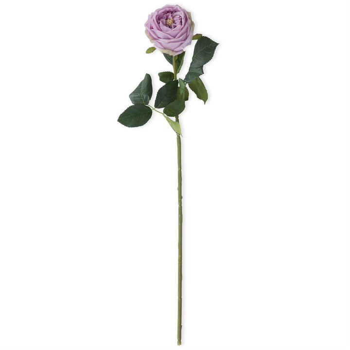 24 Inch Real Touch Austin Rose Stem