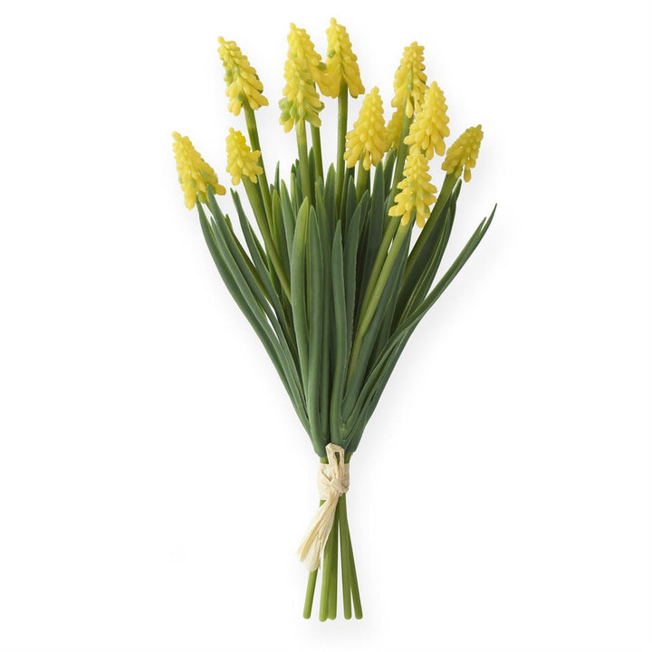 10.5 Inch Grape Hyacinth Bundle (6 Stem)