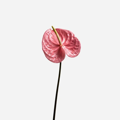 Midnight Bloom Smoked Crystal Reed Diffuser- Pink Citron-200ml